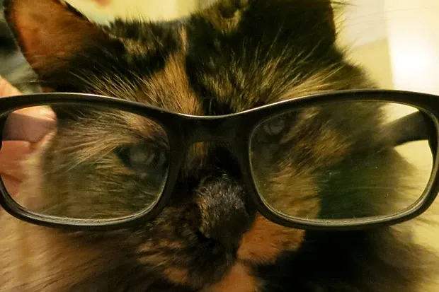 Professor PIzzicato celebrates April 1st