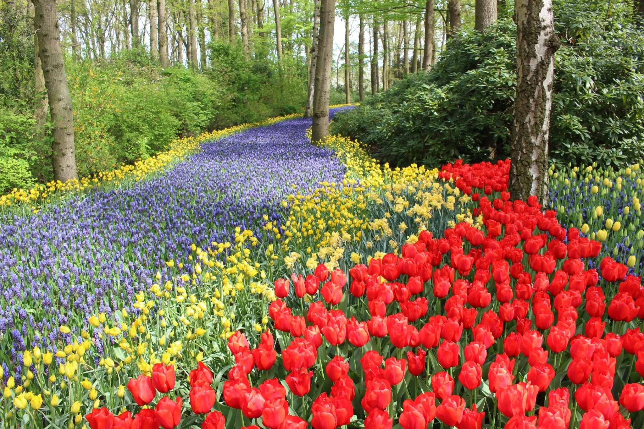 Field of tulip flowers surrounded by nature